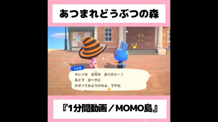 ◉【あつ森】『1分間動画』#29／#shorts   #あつまれどうぶつの森　#animalcrossingnewhorizons   #acnh   #동물의숲