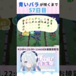 悪魔兎の青いバラ育成57日目！#あつ森 #あつまれどうぶつの森 #vtuber #shorts