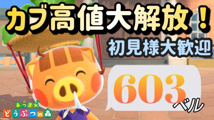 【あつ森実況】お金がっぽり！カブ価603ベル！往復何度でも！！初見さんも大歓迎！