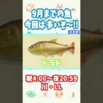 【あつ森】9月までのサカナ🐟️ ～北半球～　　＃Shorts