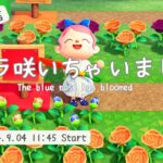 【あつ森】緊急生配信！青バラ咲いちゃいました！/Animal Crossing: New Horizons 【青バラの咲かせ方】