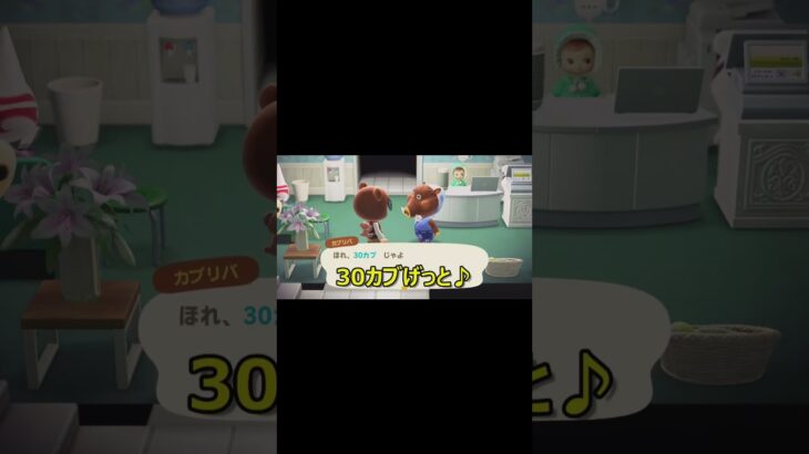 【あつ森Vlog】今週のカブリバ！何カブゲットできた？～増やす力～   #あつ森 #shorts #animalcrossing #あつまれどうぶつの森