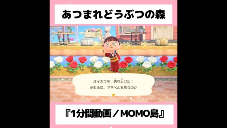 ◉【あつ森】animal crossing let’s play『1分間動画』#35／#shorts   #あつまれどうぶつの森　#animalcrossingnewhorizons