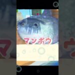 あつ森、釣り名人現る　#あつ森