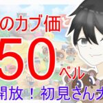 【あつ森】カブ価650,598ベルを無償開放。往復OK！カブ活しましょう！【カブ活】【ライブ配信】