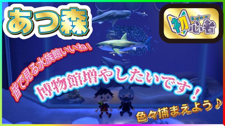 【#あつまれどうぶつの森 】博物館をいっぱいにしたいので沢山捕まえに行きます🐟雑談しながらゆっくりスローライフです✨【火原ヴァラ】【Vtuber】【初見さん大歓迎】(#ヴァラライブ#shorts