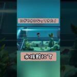 【 #あつ森】水族館にて〜にぎやかになってきたね〜【 #switch 】