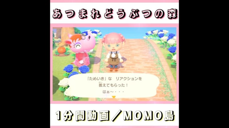 【 あつ森ルーティン】『1分間動画／MOMO島#21』#shorts #あつまれどうぶつの森