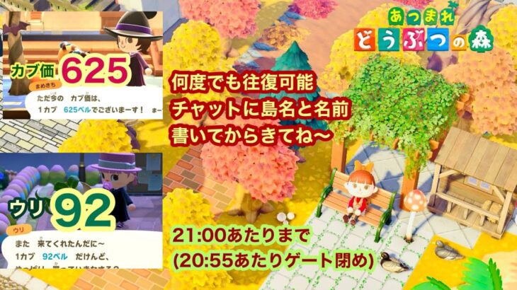 【あつ森】2024,11/2 カブ価625&ウリ92(21:00あたりまで)【チャットに島名と名前書いてからきてね〜】