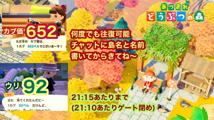 【あつ森】2024,11/4 カブ価652&ウリ92(21:15あたりまで)【チャットに島名と名前書いてからきてね〜】