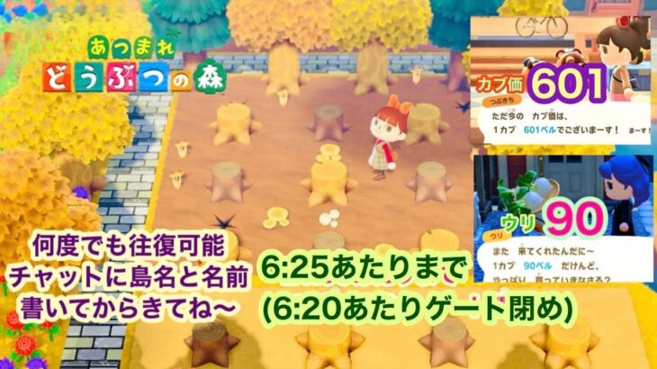 【あつ森】こっそりカブ価601&ウリ90開放配信(6:25あたりまで)【チャットに島名と名前書いてからきてね〜】