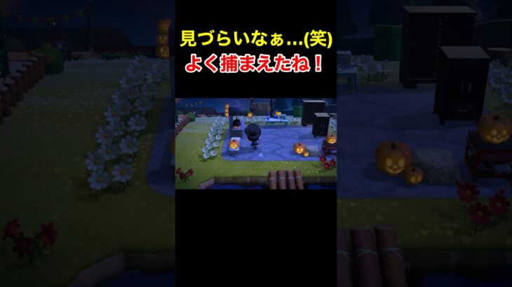 【よく捕まえたね！(笑)あつ森#129】#shorts#switch#あつ森#あつまれどうぶつの森#ゲーム