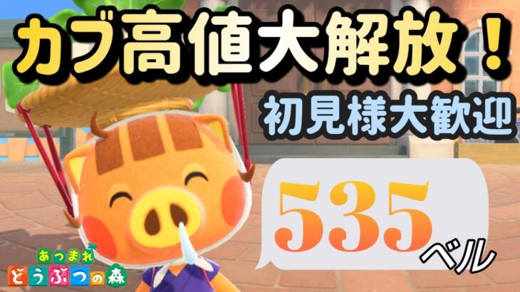 【あつ森実況】カブ価535ベル！往復何度でも！！初見さんも大歓迎！