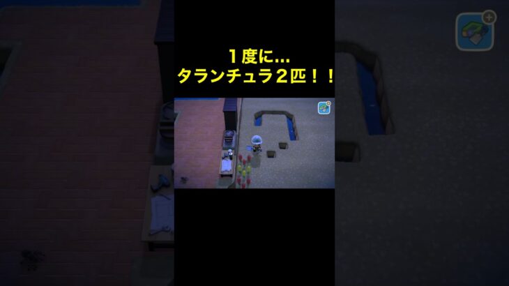 【２匹同時タランチュラ！あつ森#199】#shorts#switch#あつ森#あつまれどうぶつの森#ゲーム