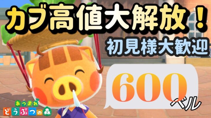 【あつ森実況】もう終わり！カブ価600ベル！往復何度でも！！初見さんも大歓迎！