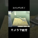 【#あつ森 】カメラで観察〜靴底みたい〜【#switch 】