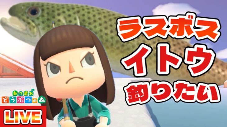 【あつ森】遂に魚図鑑コンプとなるか！？最後の魚！イトウを釣りあげる！！！【あつまれどうぶつの森 生配信】