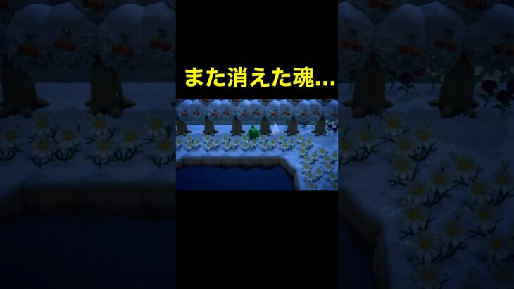 【また消えた…(笑)あつ森#243】#shorts#switch#あつ森#あつまれどうぶつの森#ゲーム