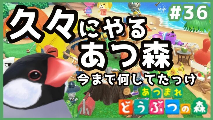 【あつまれどうぶつの森】バーチャル文鳥がやるあつ森Part36　最近あつ森できてなくてうずうずしとったんや【新人VTuber】