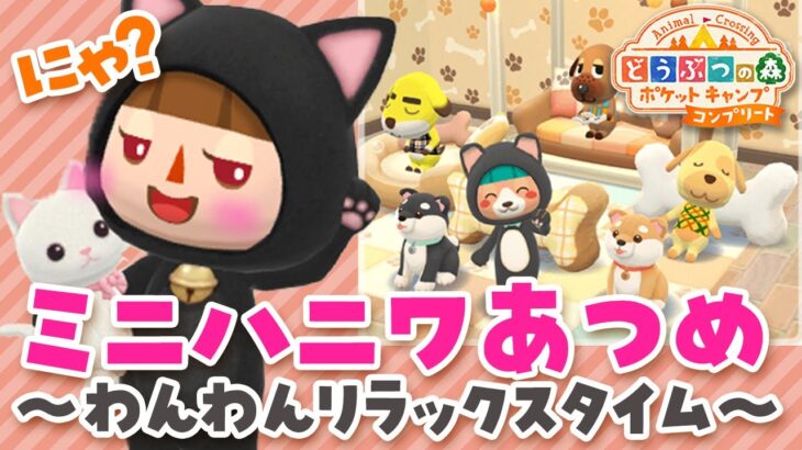 【ポケ森コンプリート】ミニハニワあつめ！わんわんリラックスタイムがスタート！【どうぶつの森ポケットキャンプ】