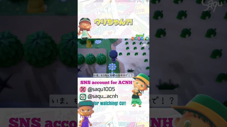 【 ウリちゃん 】#あつ森 #acnh #どうぶつの森 #animalcrossing #あつ森ショート #short #shortyoutube #バグ