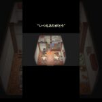 ありがとう #あつまれどうぶつの森 #あつ森 #どうぶつの森 #shortvideo #short #shortvideo