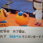 【あつ森】カブ売値５６６島開放中！誰でも自由に来てください！