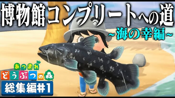 ドコムスの「あつまれどうぶつの森～博物館コンプリート～海の幸編」総集編#1【ドコムス切り抜き】