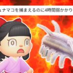 【終われません】センジュナマコは海の幸を1000匹とれば何匹つかまえられるのか？【あつ森ゆっくり実況】