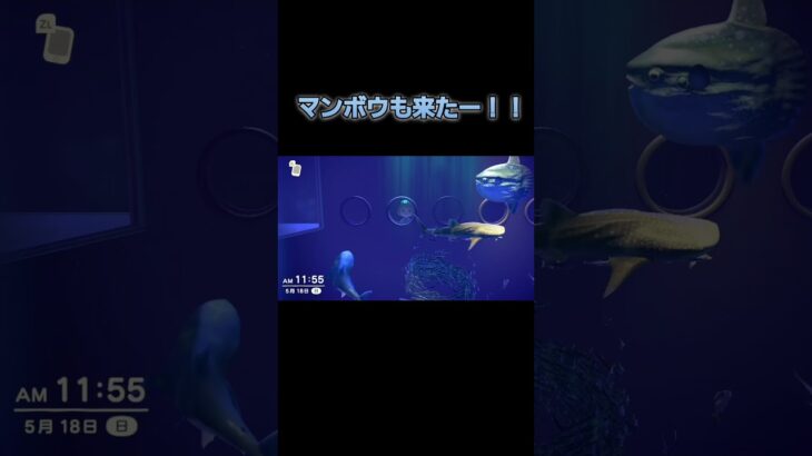 あつ森　#133　まったりしていきませんか？😉✨️🐟