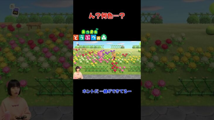 ん？何色…？【あつまれ どうぶつの森(おすそ分け・2人プレイ)】#shorts #あつ森 #animalcrossing #夫婦実況 #ゲーム実況