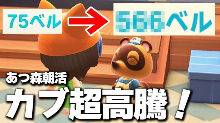 【あつ森】5/24（土）朝活カブ活ライブ配信！カブ高騰！雑草抜き・迷路！【あつまれどうぶつの森】
