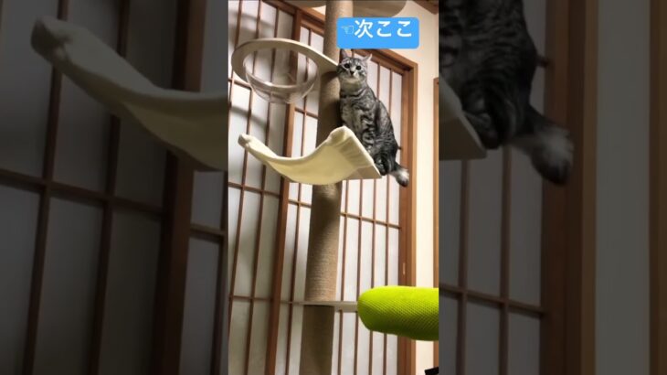 モチのお気に入り！ #あつ森 #cat #猫のいる暮らし #ネコ