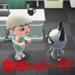 【あつ森】ジャックに異変が・・？！大丈夫なのーー？！？！ #shorts #あつ森 #あつまれどうぶつの森 #ゲーム実況