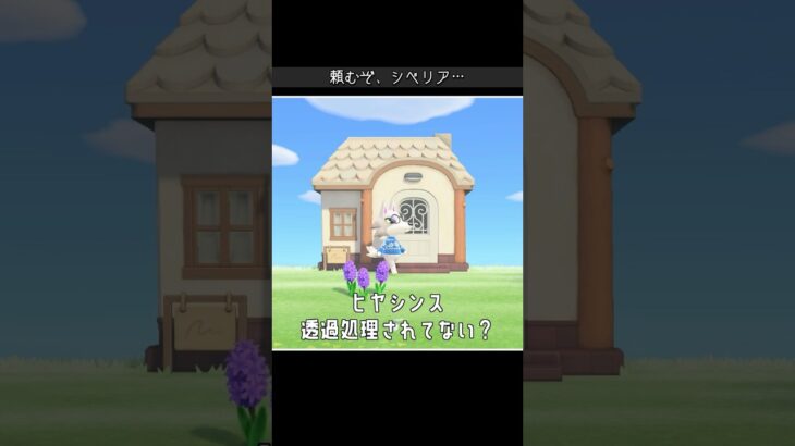 【あつ森】シベリア、水やりするってよ(しない)#shorts #シベリア#あつ森