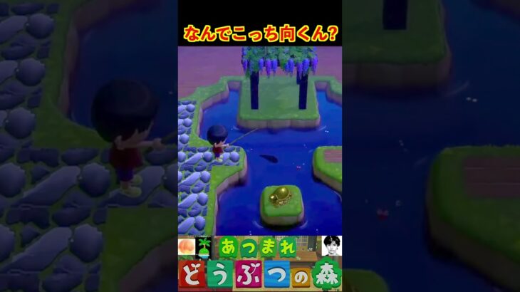 なんでこっち向くん? #あつまれどうぶつの森 #shorts #あつ森