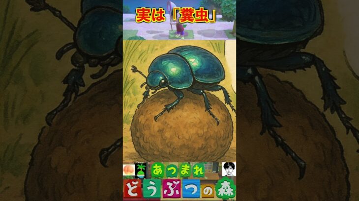 実は「糞虫」 #あつまれどうぶつの森 #shorts #あつ森