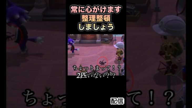 【あつ森】また捕まえるからね。#shorts