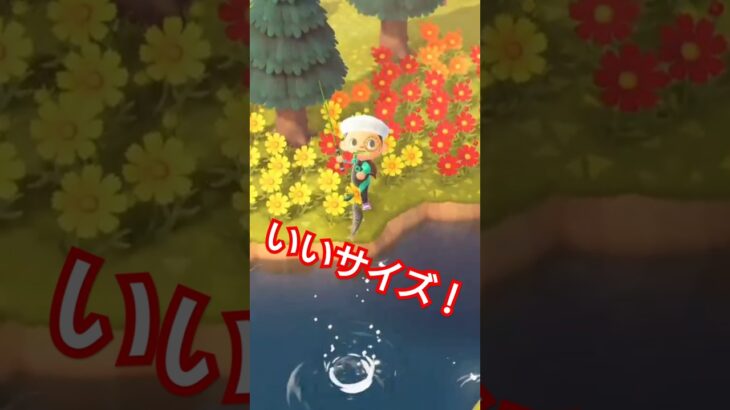 【#あつ森 】なにが釣れるかな？〜いいサイズ！〜【#switch 】
