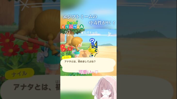 「あつ森」ナイルちゃんといえば？エジプトミーム!!#あつまれどうぶつの森 #エジプトミーム #離島ガチャ