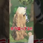 【#あつ森 】人気アリクイ住民のマコトの捕食映像を入手!!!!!🐜島クリレイアウトの参考にしてね💕︎#あつまれどうぶつの森 #どうぶつの森