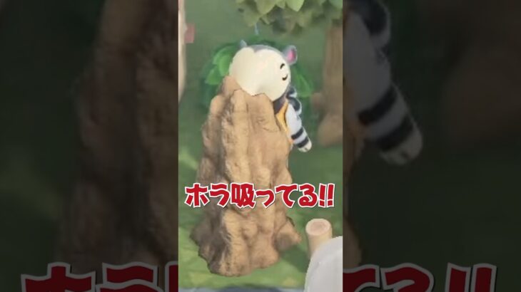 【#あつ森 】人気アリクイ住民のマコトの捕食映像を入手!!!!!🐜島クリレイアウトの参考にしてね💕︎#あつまれどうぶつの森 #どうぶつの森