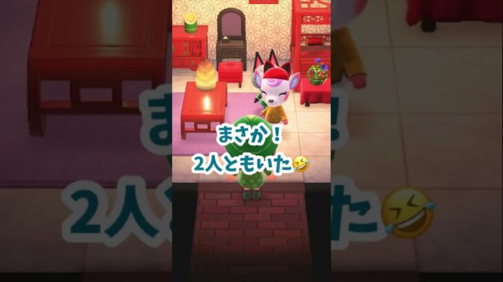 【あつ森】落し物持ち主なかなか当たらないよね💦 #あつ森 #あつ森日記 #あつまれどうぶつの森