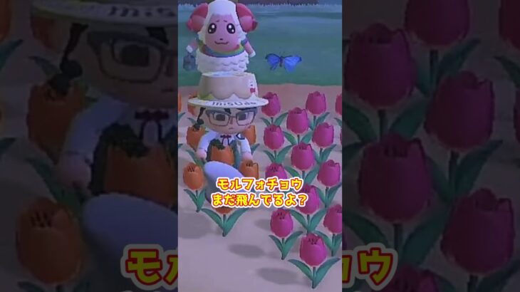 【あつ森】≪カンストをめざす≫　捕まえるのは１０００ベル以上　　　　　　　　　　 #あつ森 #ゆっくり実況 #あつまれどうぶつの森