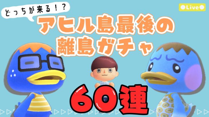 【あつ森 | ライブ】最後のアヒル住民になるのはどっち？！１０人目のアヒル住民を探す離島ガチャ６０連✈️【低予算島クリエイト | ぬけたらどんどこしょ島】
