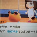 【あつ森】カブ５９７島開放中！誰でも自由に来てください！