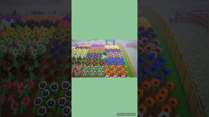 【あつ森】全種類の花を植えた大きな花壇🌼