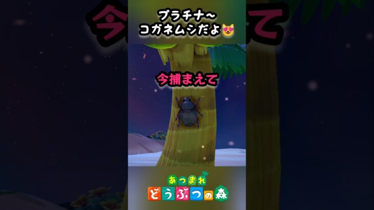プラチナ色のレア虫！？【あつ森】