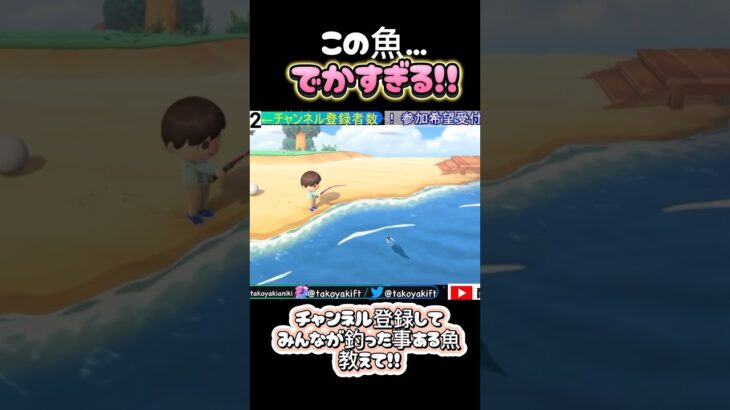 この魚がデカすぎる！『あつ森』　コメント欄で過去に釣った魚教えて？　#あつまれどうぶつの森  #釣り #あつ森 #エンジョイ勢