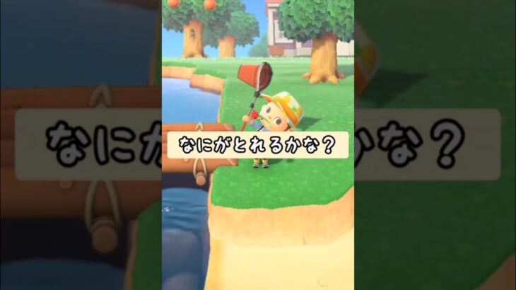 【#あつ森 】なにがとれるかな？〜下手やな〜w〜【#switch 】